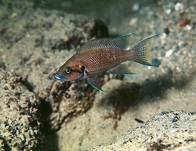 Neolamprologus splendens 'Kanoni'